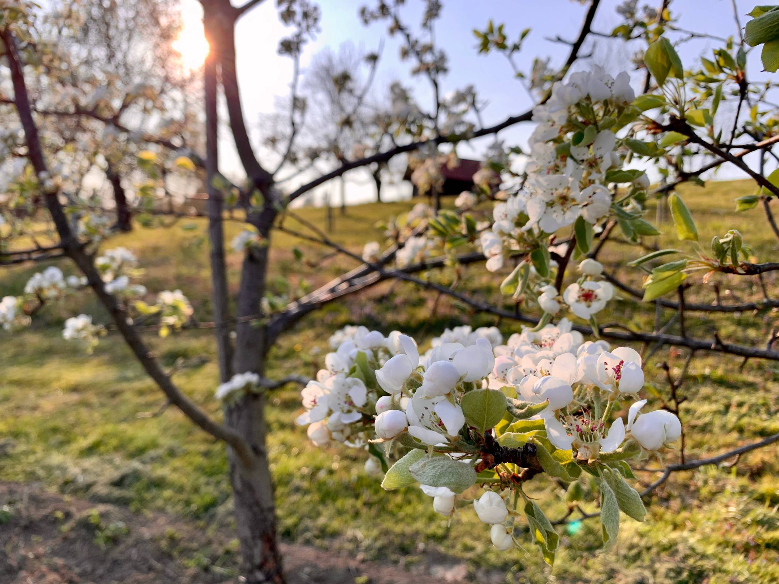 Birnenbaum mit Blüten