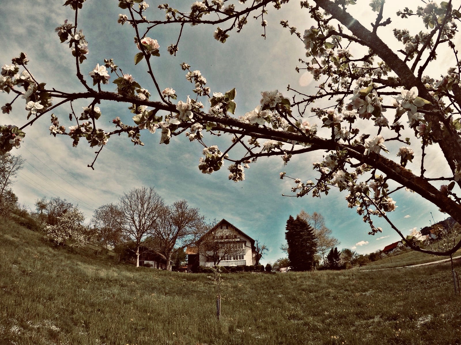 Apfelblüten und Ansicht des Bayer-Hofes